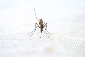 MALARIA, MODES OF TRANSMISSION AND CLINICAL FEATURES