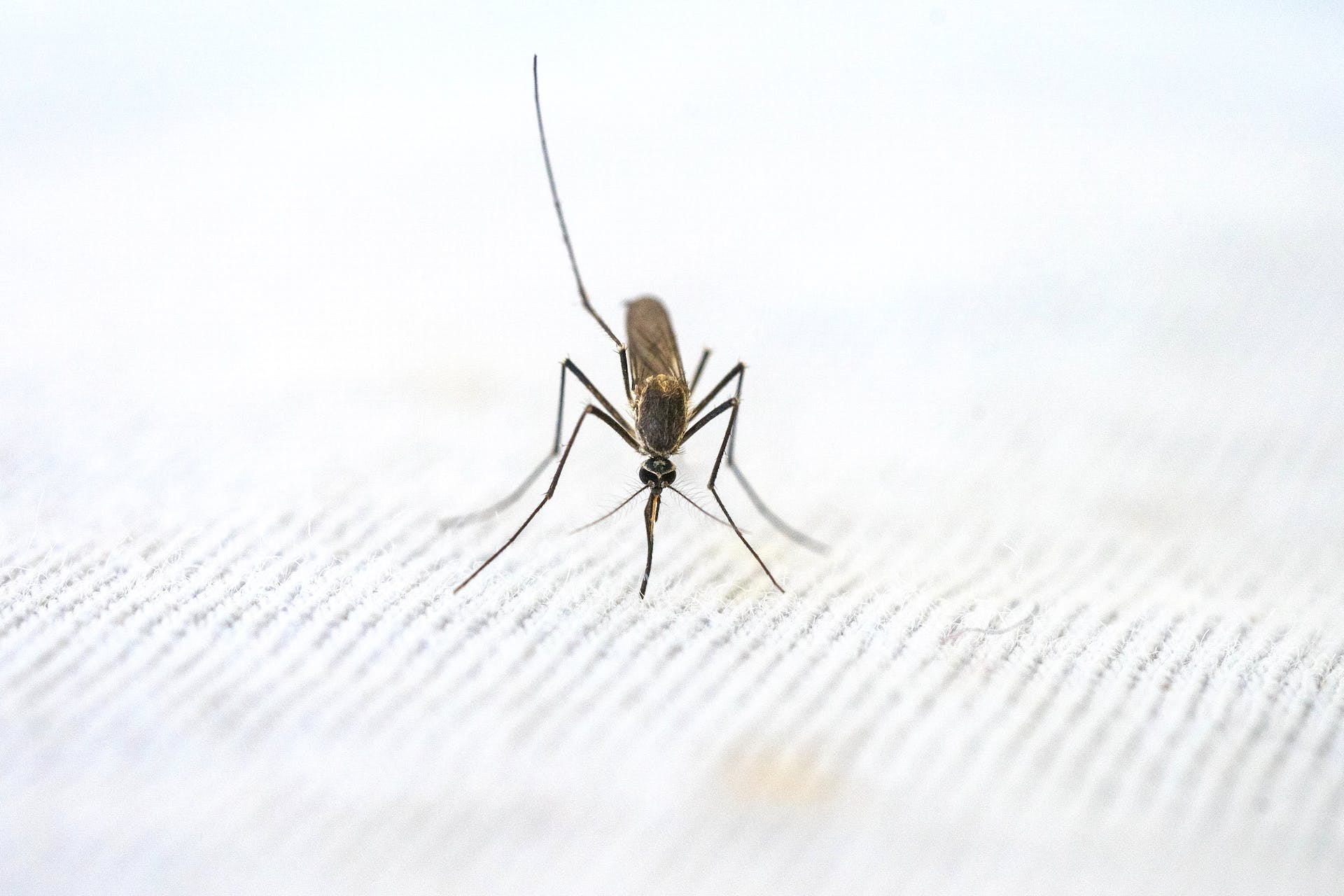 malaria-mode-of-transmission-and-clinical-features-soflay-poets